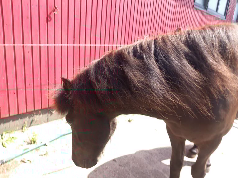 Pony Islandese Castrone 3 Anni 137 cm Morello in Neum&#xFC;nster