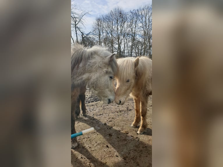 Pony Islandese Castrone 3 Anni 138 cm Palomino in Warburg