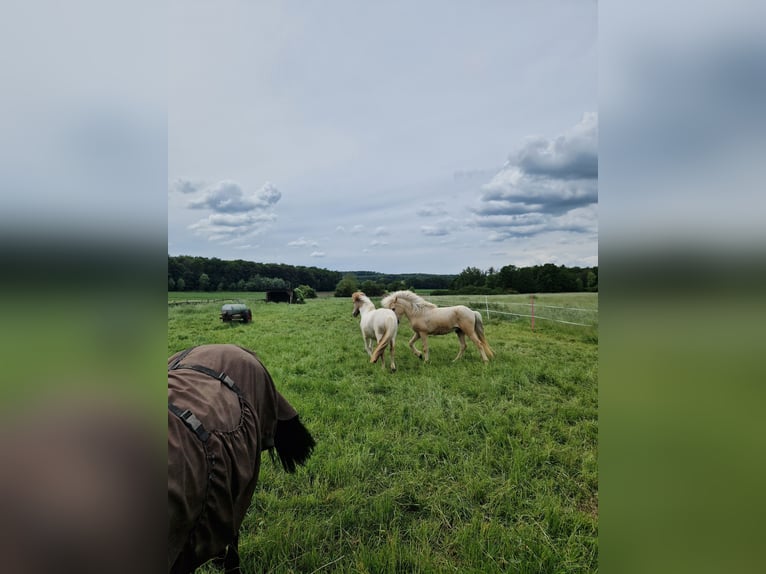 Pony Islandese Castrone 3 Anni 138 cm Palomino in Warburg