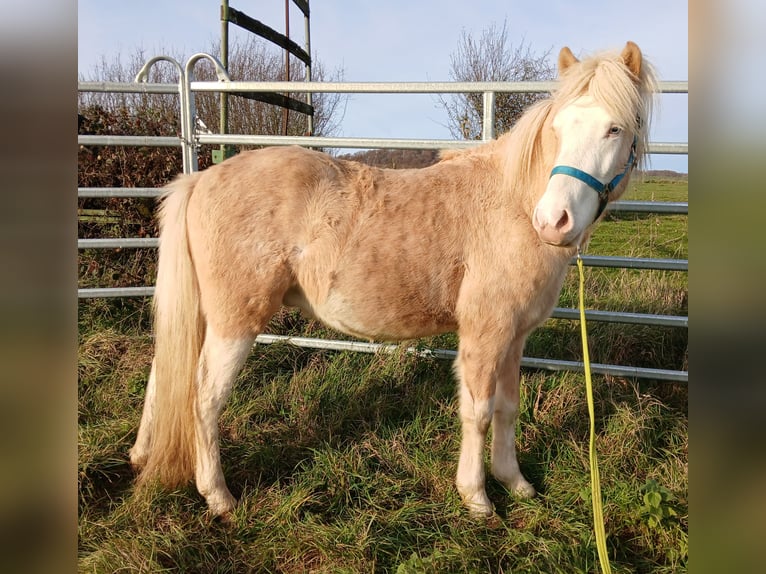 Pony Islandese Castrone 3 Anni 139 cm Palomino in Saarland