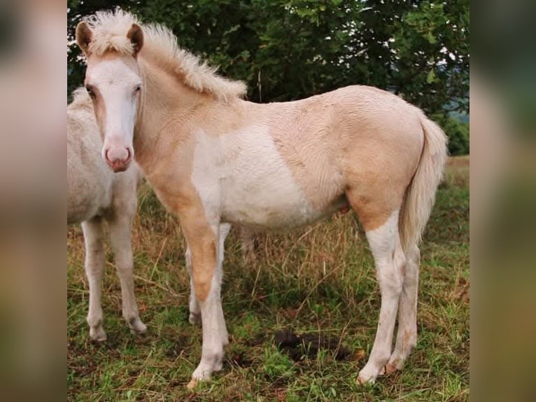 Pony Islandese Castrone 3 Anni 139 cm Palomino in Saarland