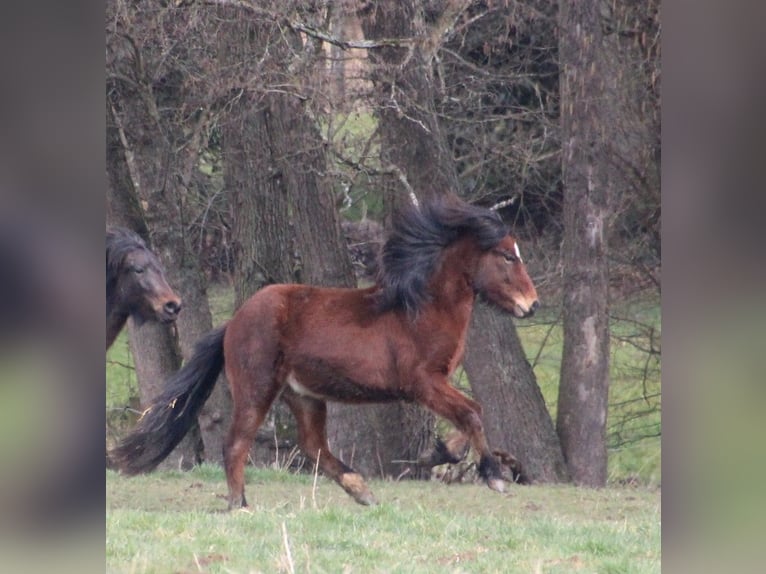 Pony Islandese Castrone 3 Anni 140 cm Baio in Brauneberg