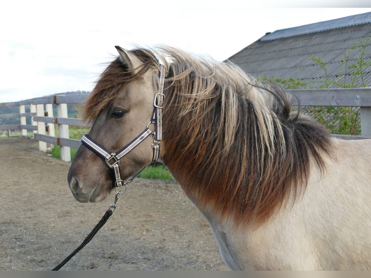 Pony Islandese Castrone 3 Anni 140 cm Falbo in Holzheim