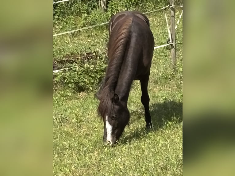 Pony Islandese Castrone 3 Anni 140 cm Morello in Blieskastel