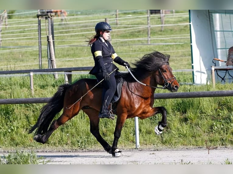 Pony Islandese Castrone 3 Anni 140 cm Morello in Blieskastel