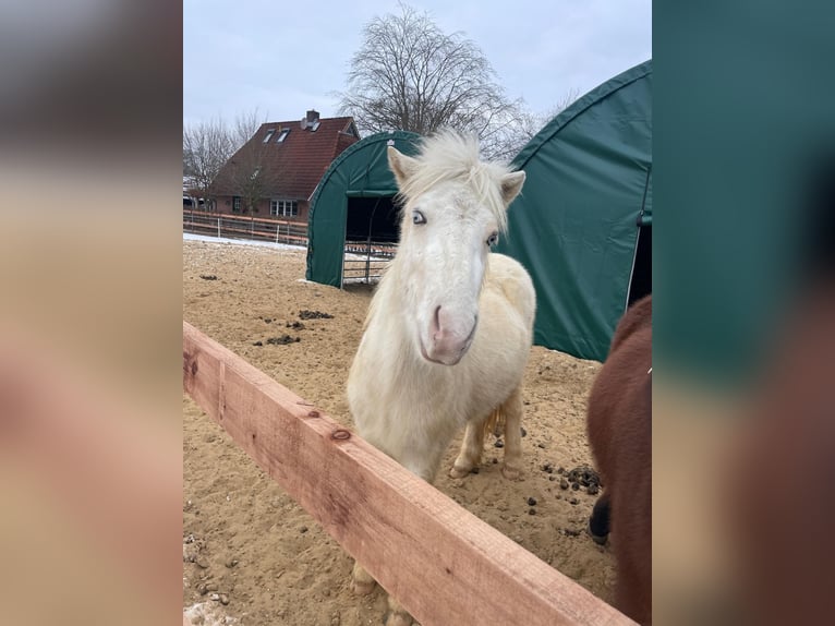 Pony Islandese Castrone 3 Anni 140 cm Pezzato in Oldendorf