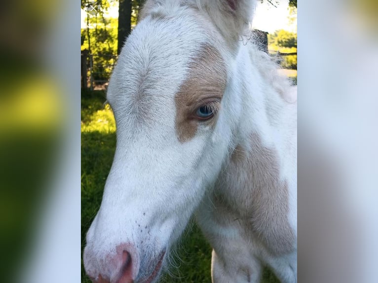 Pony Islandese Castrone 3 Anni 142 cm Pezzato in Kranenburg