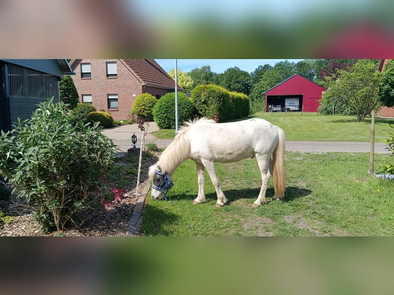 Pony Islandese Castrone 3 Anni 142 cm Pezzato in Kranenburg
