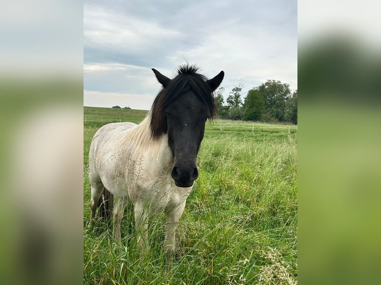 Pony Islandese Castrone 3 Anni 142 cm Pezzato in Neverin