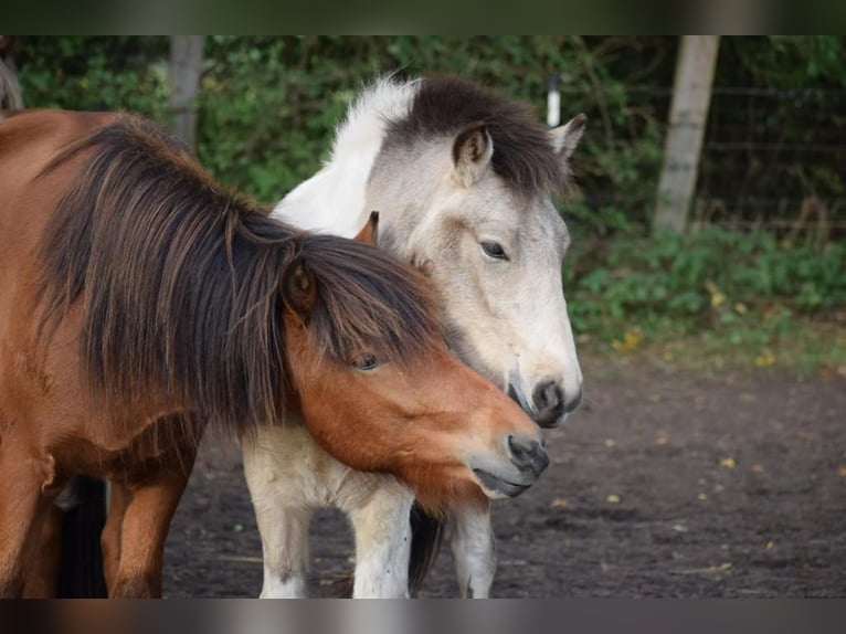 Pony Islandese Castrone 3 Anni 144 cm Baio in Blunk