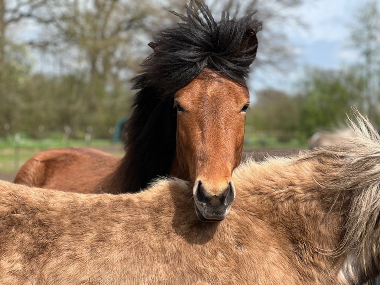 Pony Islandese Castrone 3 Anni 144 cm Baio in Blunk