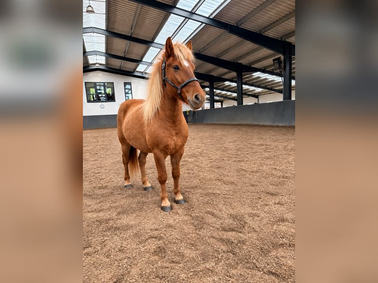 Pony Islandese Castrone 3 Anni 145 cm Falbo in Horst