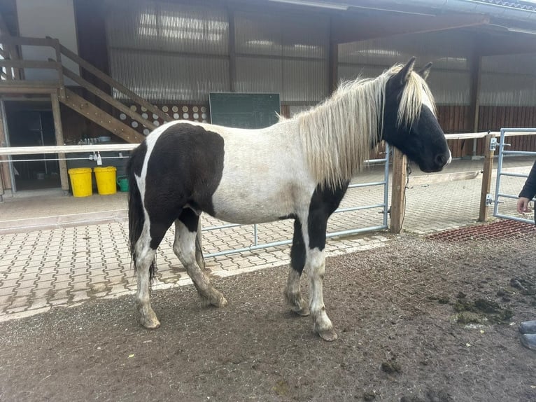 Pony Islandese Castrone 3 Anni 145 cm Pezzato in Fronreute