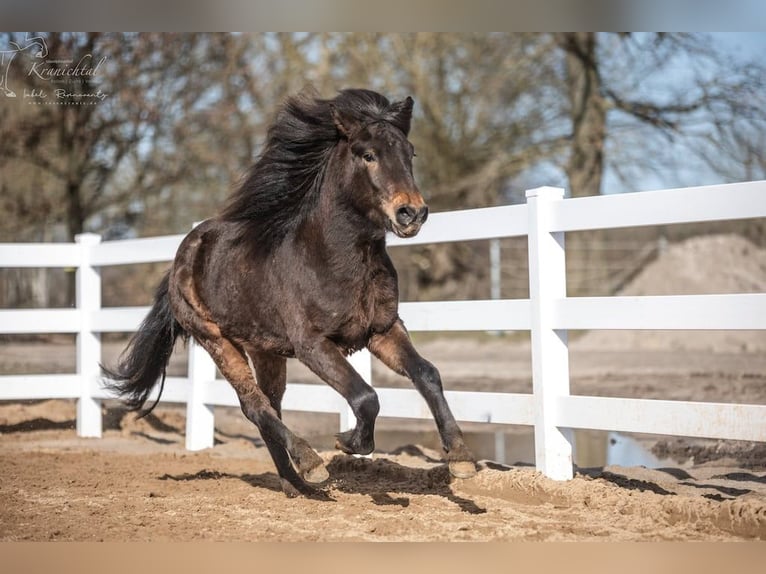 Pony Islandese Castrone 3 Anni Baio in Lehmrade