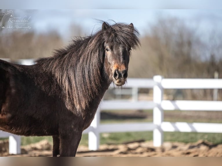 Pony Islandese Castrone 3 Anni Baio in Lehmrade