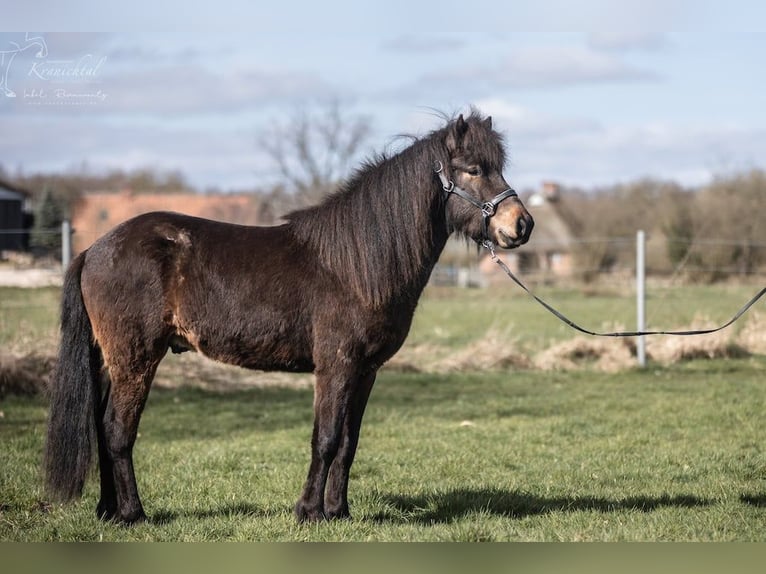 Pony Islandese Castrone 3 Anni Baio in Lehmrade