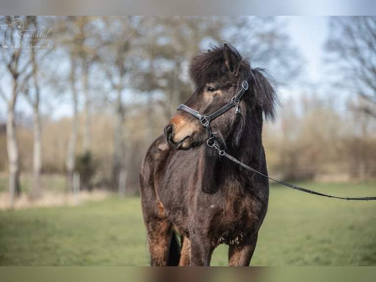 Pony Islandese Castrone 3 Anni Baio in Lehmrade