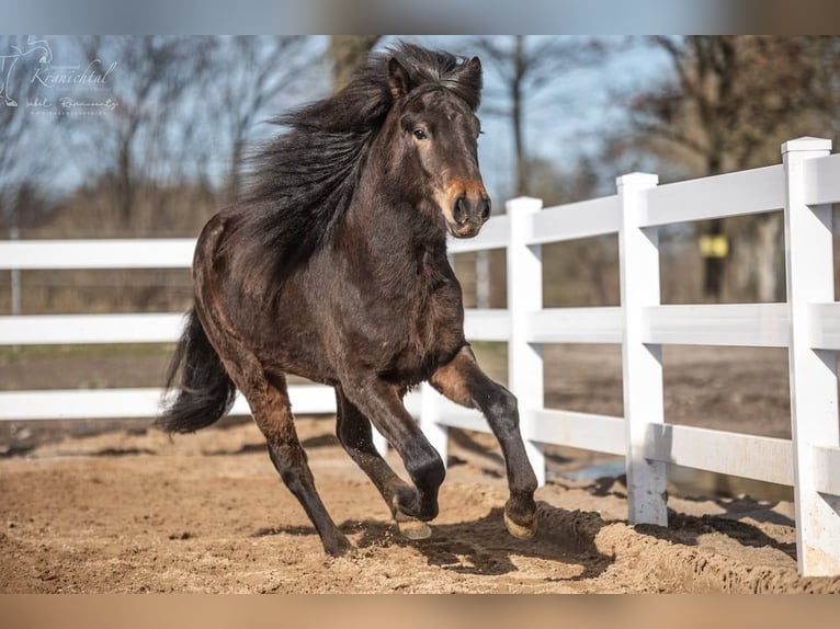 Pony Islandese Castrone 3 Anni Baio in Lehmrade