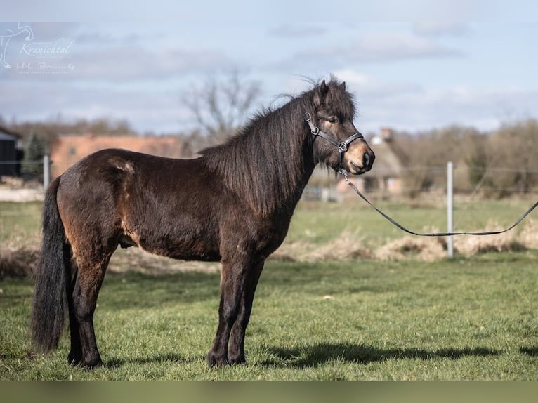 Pony Islandese Castrone 3 Anni in Lehmrade