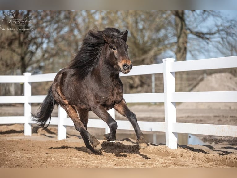 Pony Islandese Castrone 3 Anni in Lehmrade