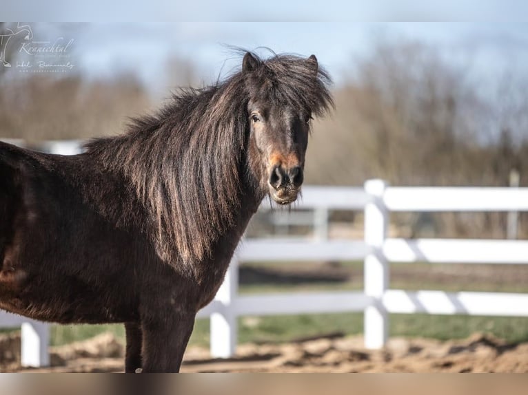 Pony Islandese Castrone 3 Anni in Lehmrade