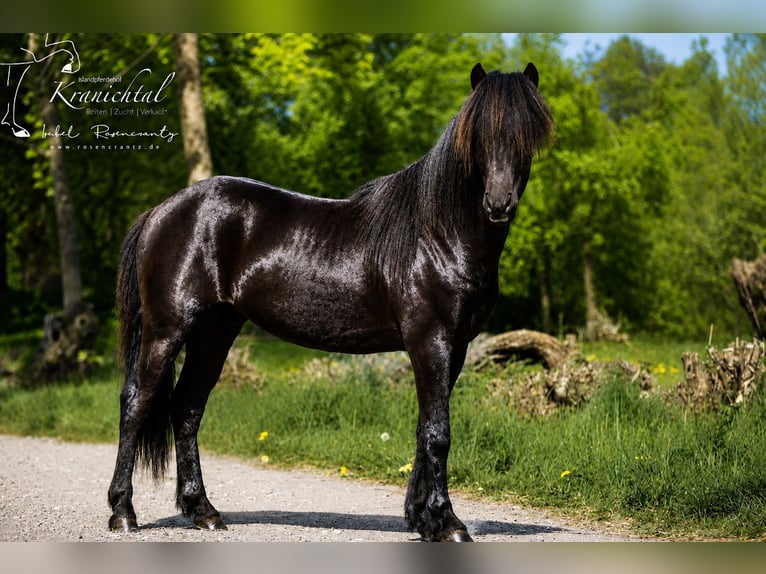 Pony Islandese Castrone 3 Anni Morello in Lehmrade