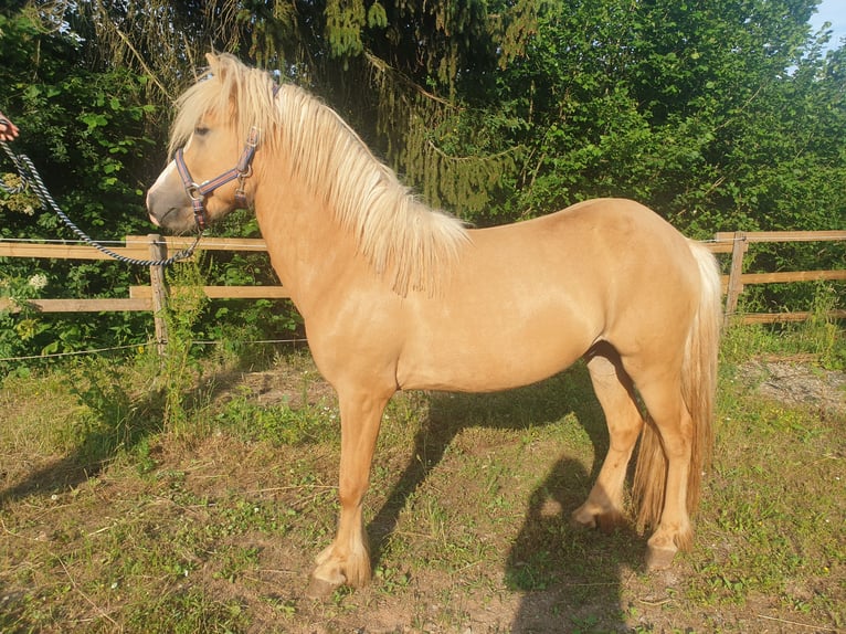 Pony Islandese Castrone 3 Anni Palomino in Wiltz
