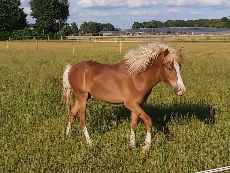 Pony Islandese Castrone 3 Anni Sauro in Geldern