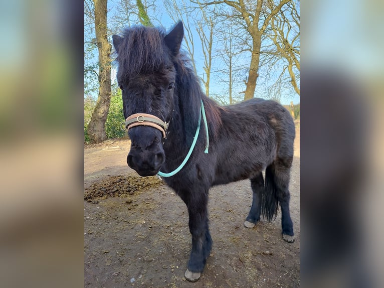 Pony Islandese Castrone 4 Anni 134 cm Morello in Witten
