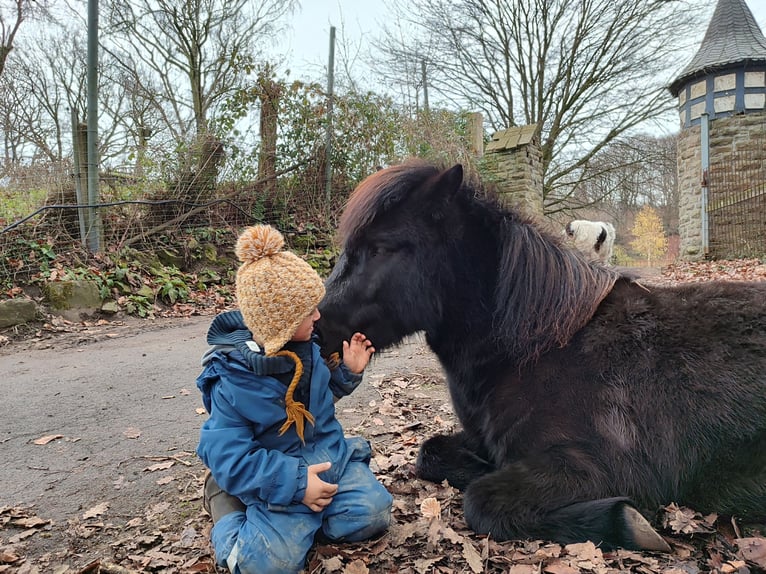 Pony Islandese Castrone 4 Anni 134 cm Morello in Witten