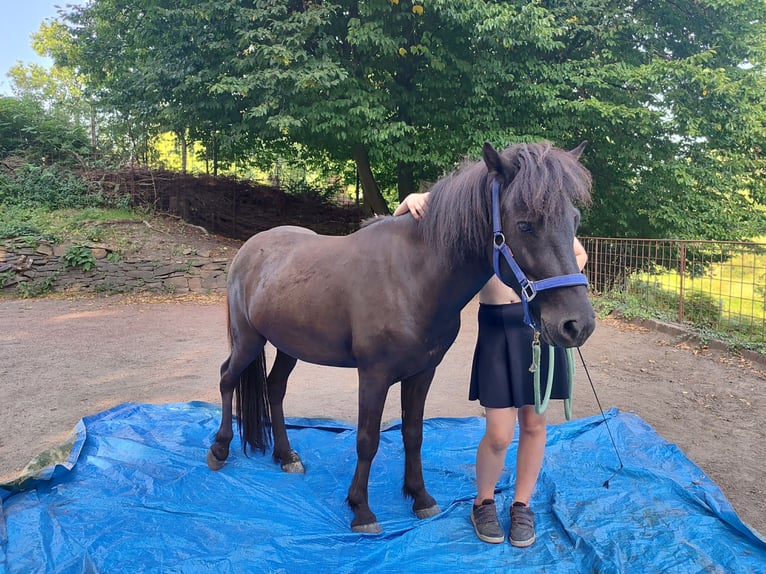Pony Islandese Castrone 4 Anni 134 cm Morello in Witten