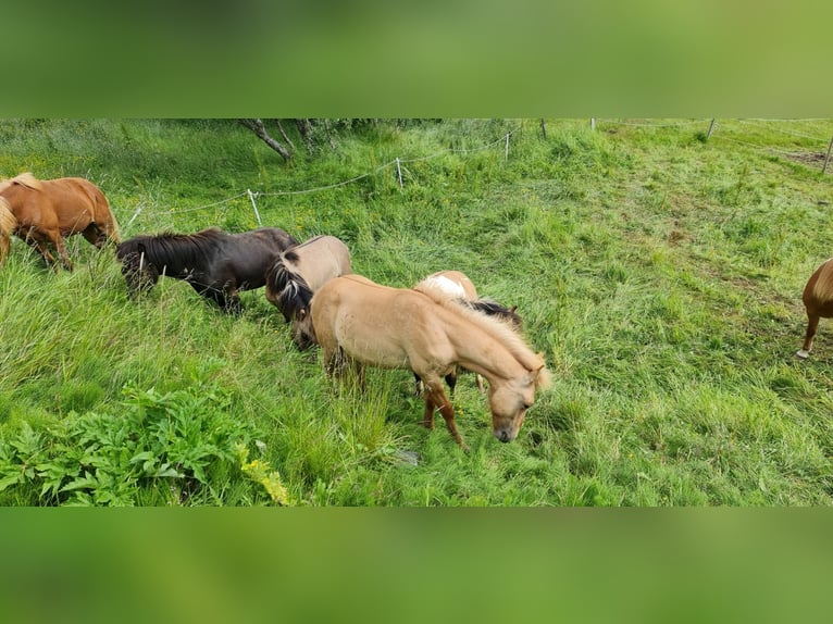 Pony Islandese Castrone 4 Anni 135 cm Red dun in selfoss