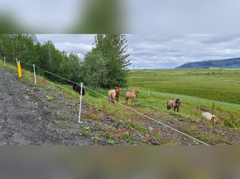 Pony Islandese Castrone 4 Anni 135 cm Red dun in selfoss