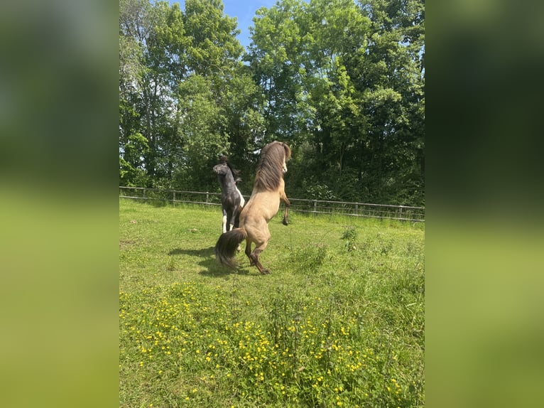 Pony Islandese Castrone 4 Anni 137 cm Pelle di daino in Rheurdt