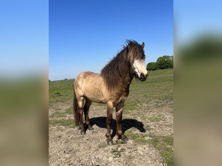 Pony Islandese Castrone 4 Anni 137 cm Pelle di daino in Rheurdt