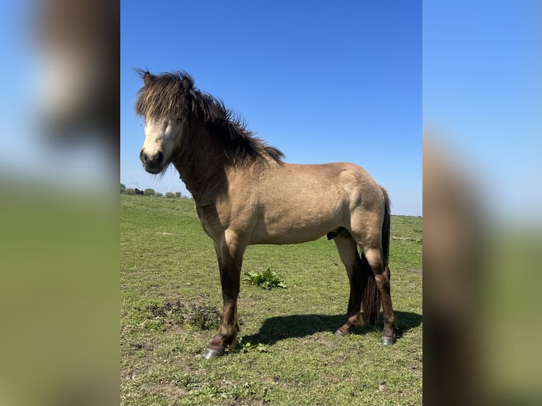 Pony Islandese Castrone 4 Anni 137 cm Pelle di daino in Rheurdt