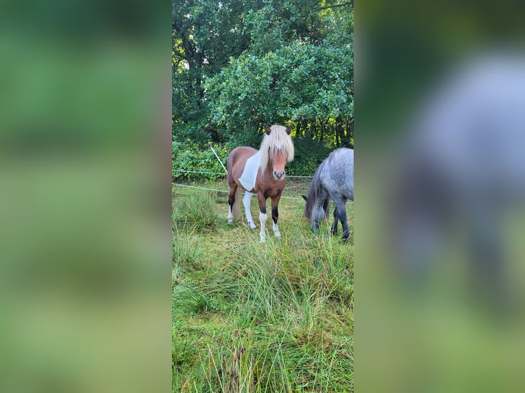 Pony Islandese Castrone 4 Anni 137 cm Pezzato in Rhauderfehn