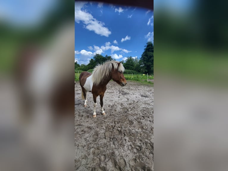 Pony Islandese Castrone 4 Anni 137 cm Pezzato in Rhauderfehn