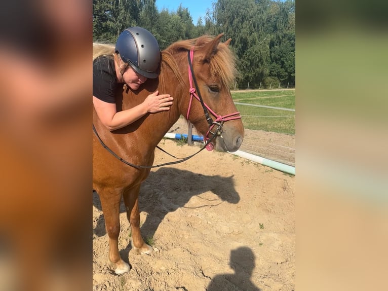 Pony Islandese Castrone 4 Anni 137 cm Sauro in Melle Pony Islandese Castrone 4 Anni 137 cm Sauro in Melle