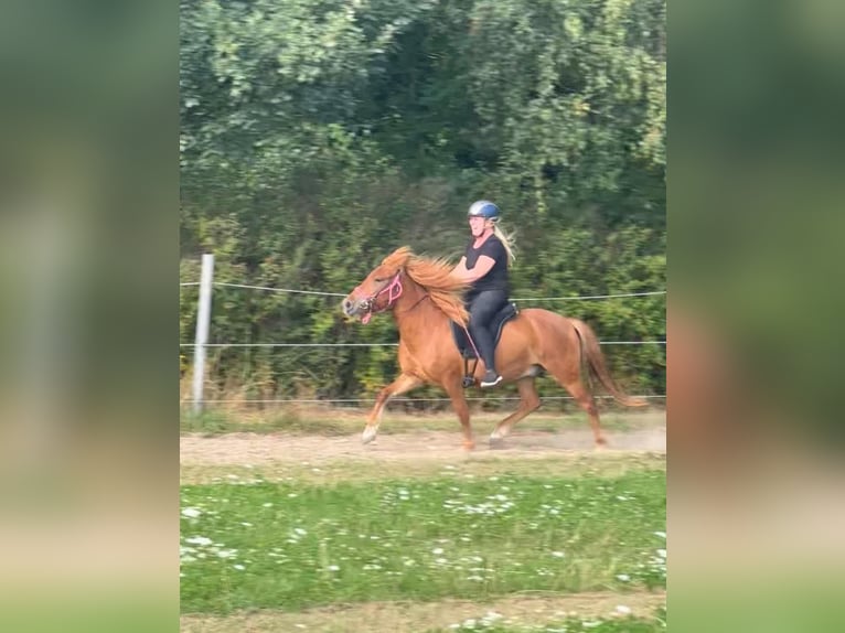 Pony Islandese Castrone 4 Anni 137 cm Sauro in Melle Pony Islandese Castrone 4 Anni 137 cm Sauro in Melle