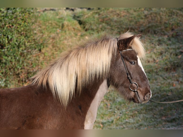 Pony Islandese Castrone 4 Anni 138 cm in Dohm-Lammersdorf