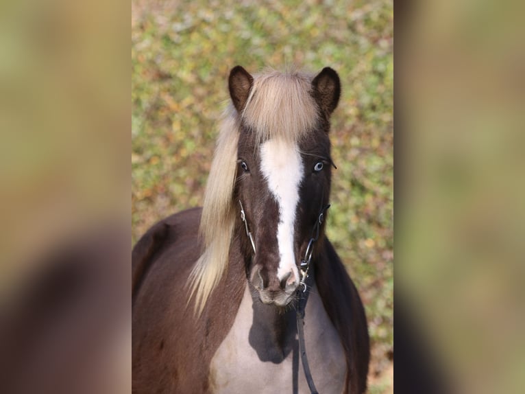 Pony Islandese Castrone 4 Anni 138 cm in Dohm-Lammersdorf