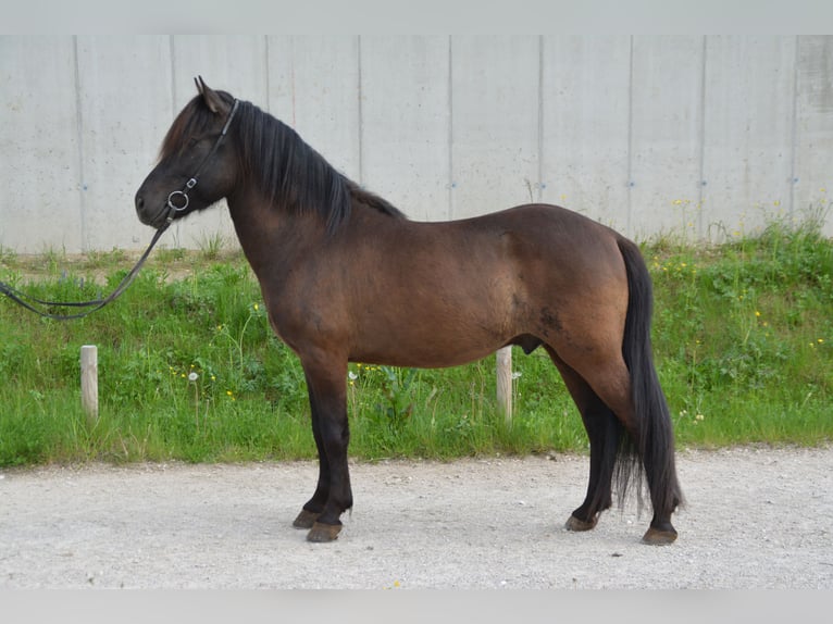 Pony Islandese Castrone 4 Anni 138 cm Morello in Gotschuchen