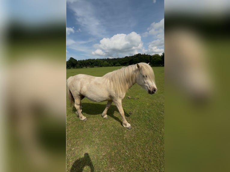 Pony Islandese Castrone 4 Anni 138 cm Palomino in CuxhavenCuxhaven