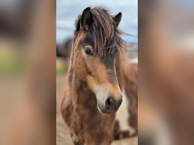 Pony Islandese Castrone 4 Anni 140 cm Pezzato in Sankt Julian