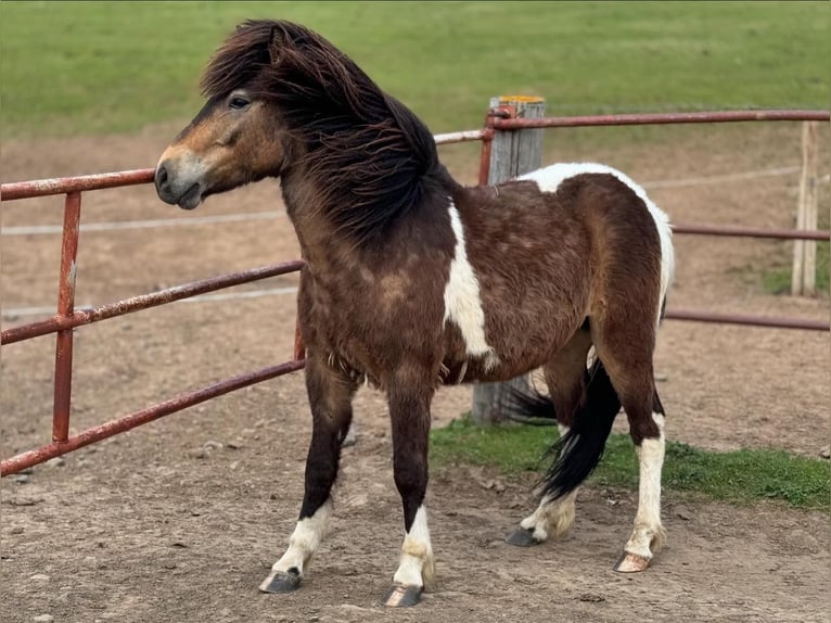 Pony Islandese Castrone 4 Anni 140 cm Pezzato in Sankt Julian