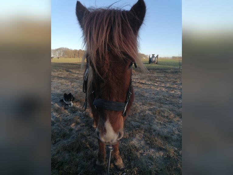 Pony Islandese Castrone 4 Anni 140 cm Sauro in Sønder Omme
