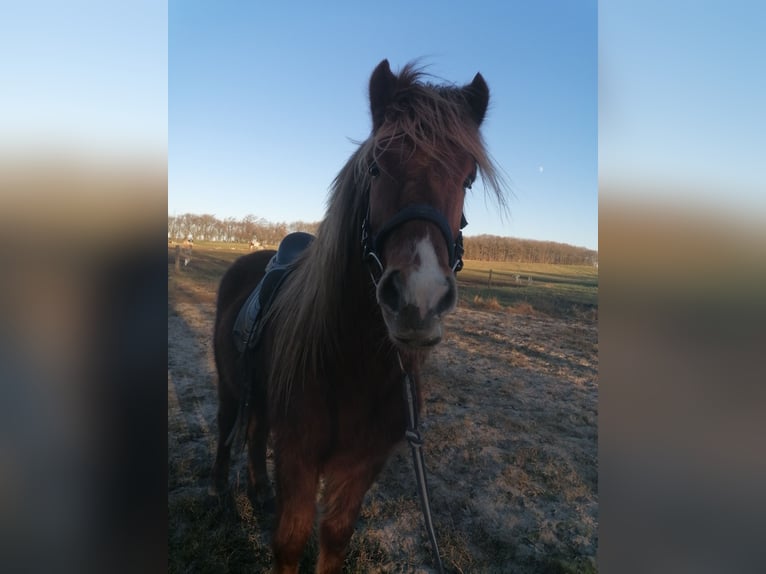 Pony Islandese Castrone 4 Anni 140 cm Sauro in Sønder Omme