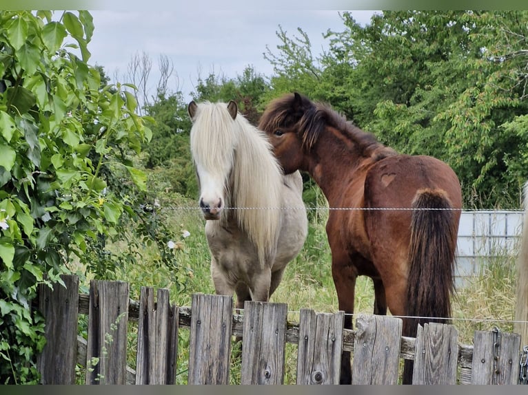 Pony Islandese Castrone 4 Anni 142 cm Baio in Darmstadt