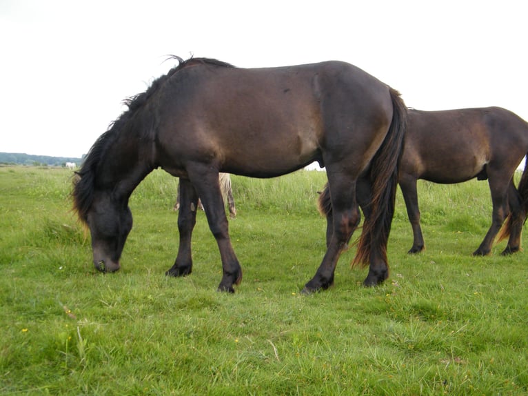 Pony Islandese Castrone 4 Anni 142 cm Morello in Winterswijk Woold